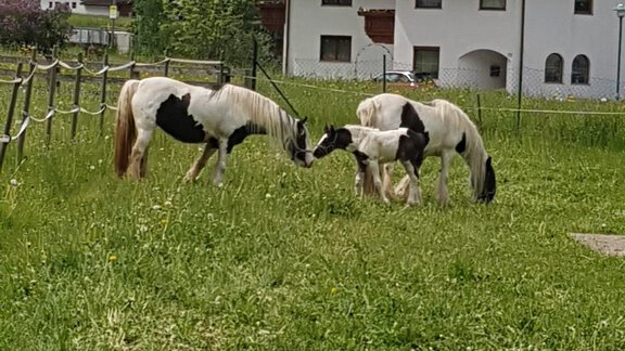 hauseigene Pferde auf der Wiese - Naznhof - Umhausen