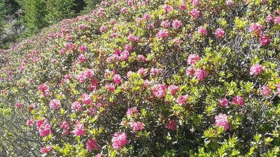 Almrosen - Apart Reinstadler Anita - Längenfeld