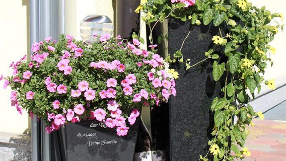 Blumen - Appartement Natalie - Längenfeld