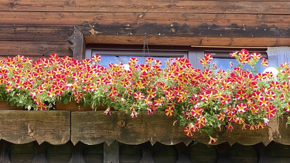 Blumen - Haus Resi - Längenfeld