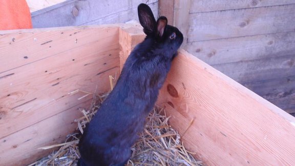 Streichelzoo - Hauseggerhof - Längenfeld