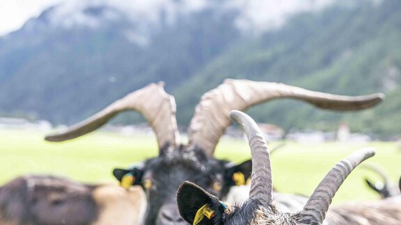 Honzarhof225 - Honzar Hof - Längenfeld