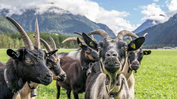 Honzarhof227 - Honzar Hof - Längenfeld