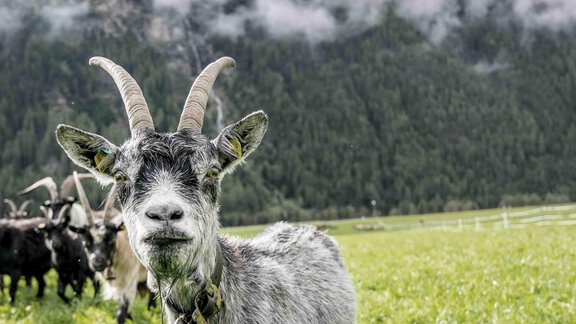 Honzarhof198 - Honzar Hof - Längenfeld