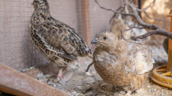 Honzarhof264 - Honzar Hof - Längenfeld