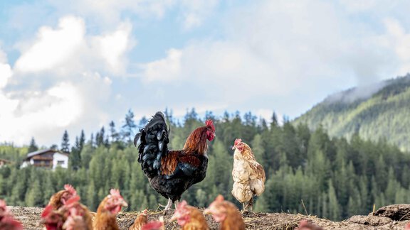 Honzarhof277 - Honzar Hof - Längenfeld