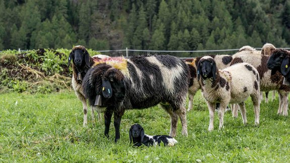 Honzarhof231 - Honzar Hof - Längenfeld