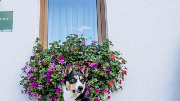 Honzarhof359 - Honzar Hof - Längenfeld