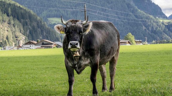 Honzarhof323 - Honzar Hof - Längenfeld