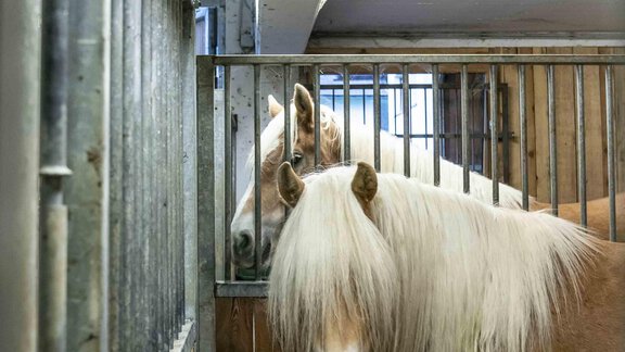 Honzarhof011 - Honzar Hof - Längenfeld