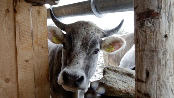 Farm - Cow - Appartement Waldhof - Niederthai