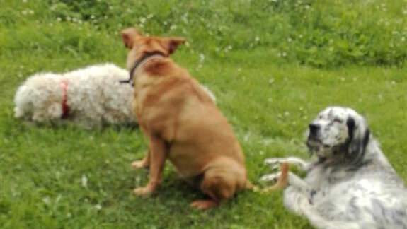 Hunde - Bichlhof - Niederthai