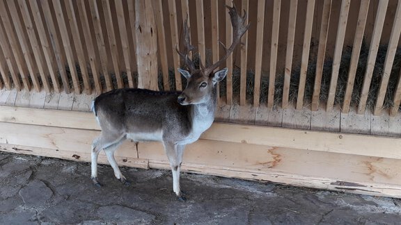 Unser Hans im Wildgehege - Bichlhof - Niederthai