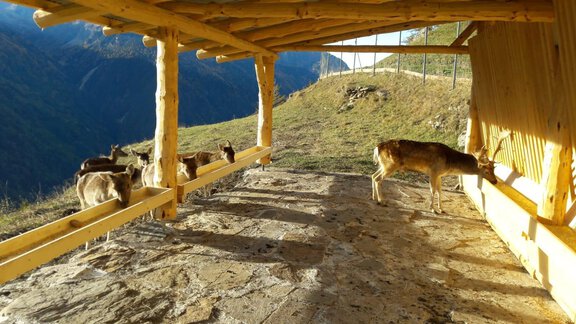 Futterkrippe für unser Damwild - Bichlhof - Niederthai