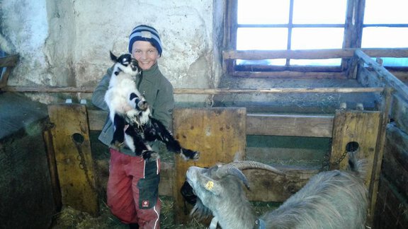 Ziegen im Stall - Bio-Berghof Zimmer - Niederthai