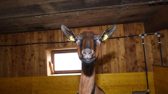 Bauernhof -Ziegen - Ferienwohnung Falkner Ernst - Niederthai