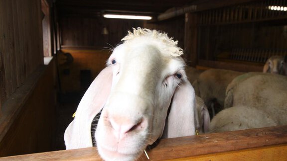 Bauernhof - Schafe - Ferienwohnung Falkner Ernst - Niederthai
