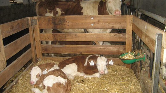 Nachwuchs im Stall - Gästehaus ban Kneissl´s - Niederthai