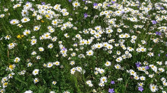 Frühlingswiese vor dem Haus - Gästehaus ban Kneissl´s - Niederthai