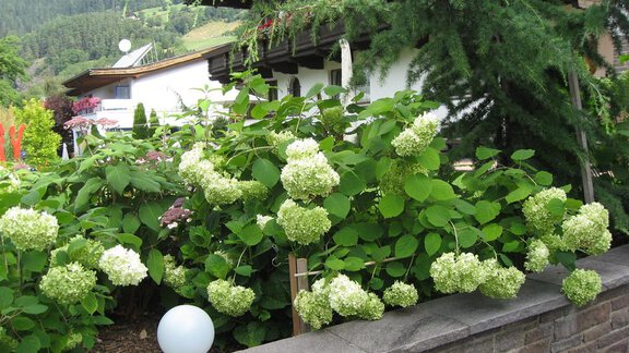 Blumen - Appartements Dorli Falkner - Oetz