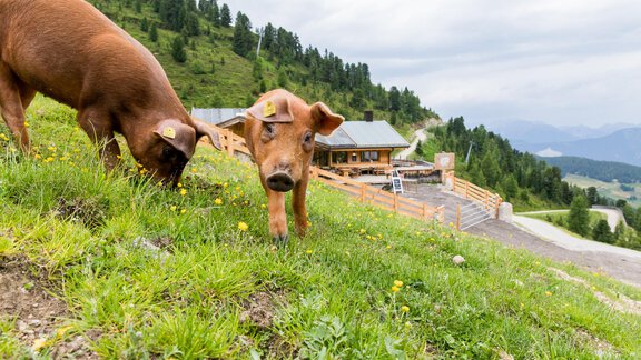 img-27 - Balbach Alm - Oetz