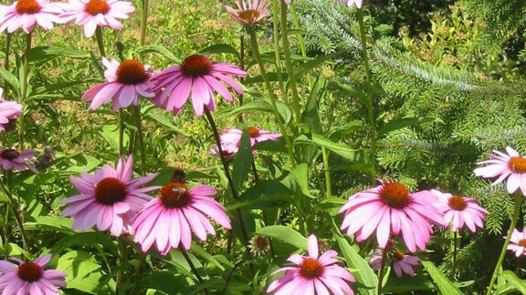 Garten - Berghaus drei Tannen - Oetz