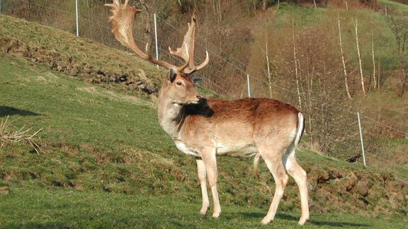 Zahmes Damwild - Ferienwohnungen Kirchebnerhof - Oetz