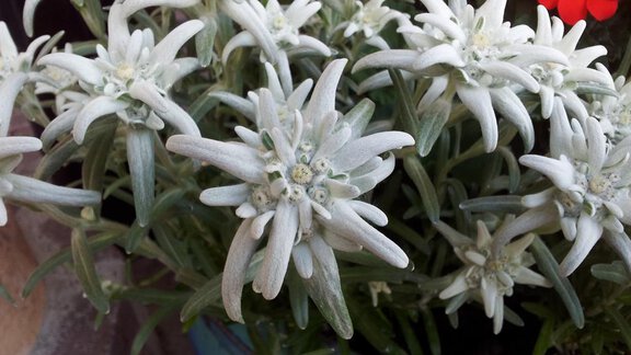 A group of alpine flowers with silver blossoms and green leaves. They are in a flower pot next to red flowers. - Appartement  Fabio - Sölden