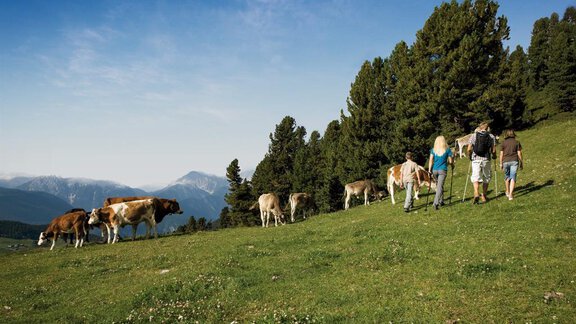 A group of hikers is walking across a green meadow, surrounded by cows and tall trees. In the background, mountains and a clear sky can be seen. - Appartement  Fabio - Sölden