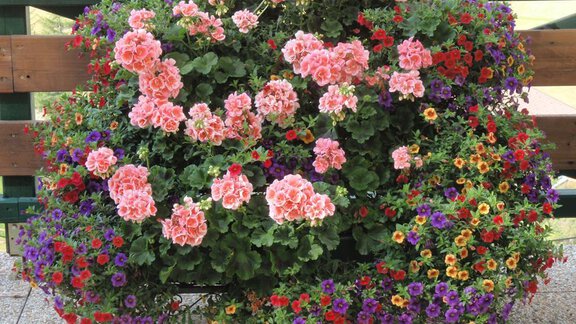 A colorful flower pot with pink geraniums and various bright flowers. The plants bloom lushly and add color and life to the surroundings. - Appartement Schwalbennest - Sölden
