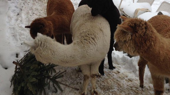 A group of alpacas is standing in the snow and eating from a tree branch. In the background, some lounge chairs can be seen. - Brandlehof - Sölden