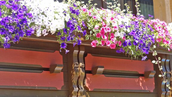 Balkonblumen - Haus Gerhard - Sölden
