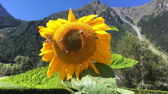 A glowing sunflower with bees, surrounded by green leaves. In the background, majestic mountains and a clear blue sky can be seen. - Haus Sonnwend - Sölden