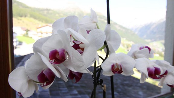 A beautiful orchid with white flowers and purple color details. In the background, the mountains and a green landscape are visible. - Haus Stefanie - Sölden