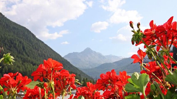 Colorful red flowers in the foreground with a picturesque mountain panorama in the background. The sky is blue and there are a few white clouds. - Landhaus Fiegl Hubert - Sölden