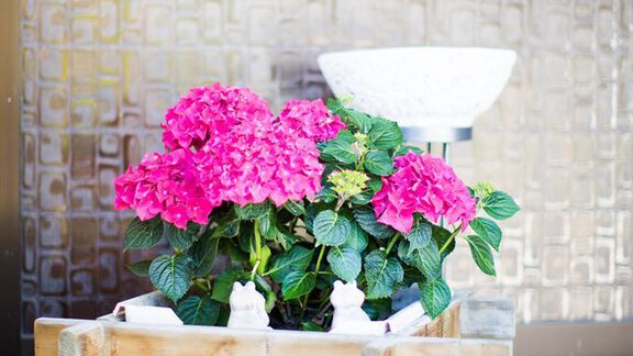 A wooden box with bright pink hydrangeas stands in front of a decorative wall. In the background, a stylish vessel is visible. - Pension Charly - Sölden