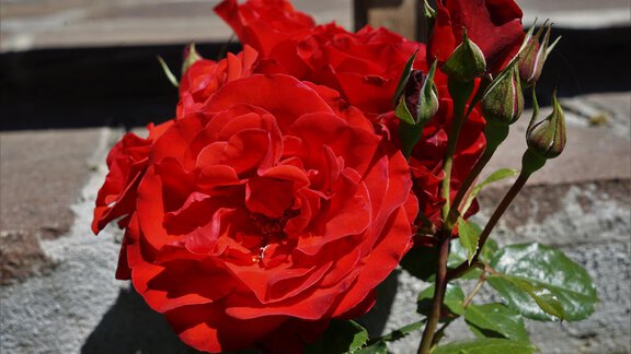A group of red rose petals with fresh green leaves. Some buds are also visible. - Villa Cornelia - Sölden