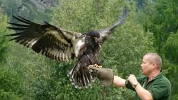 Greifvogelpark Flugvorführung - Ferienwohnung Haus Romantika - Umhausen