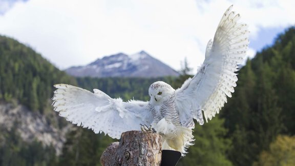 Umhausen Greifvogelpark - Ferienwohnungen Marbergerhaus - Umhausen | © Ötztal Tourismus