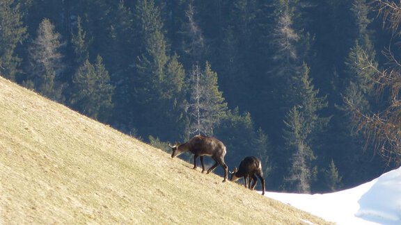 Wild direkt am Haus - Holzberghof Köfels - Umhausen