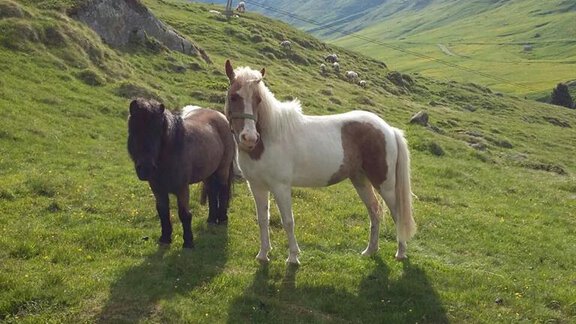 Pferd - Appartement Sonnhof - Vent