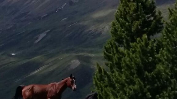 Pferd 1 - Appartement Sonnhof - Vent