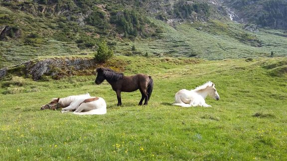 Pferde Vent 1 - Appartement Sonnhof - Vent