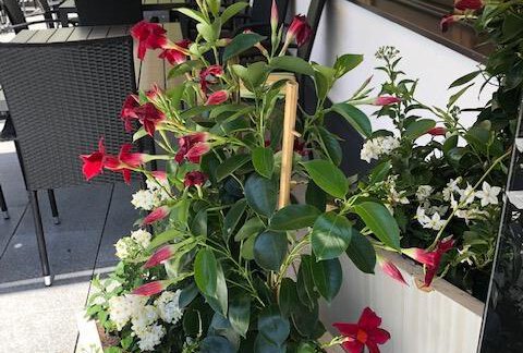 Sonnenterasse - Gasthof Brückenwirt - Zwieselstein