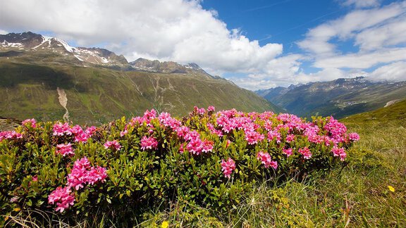 Alpenrosenblüte - Appartements Gufler - Huben
