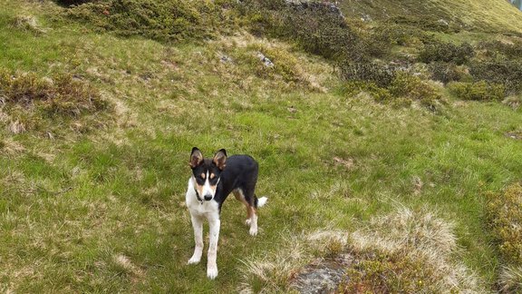Hofhund Berry - Honzar Hof - Längenfeld
