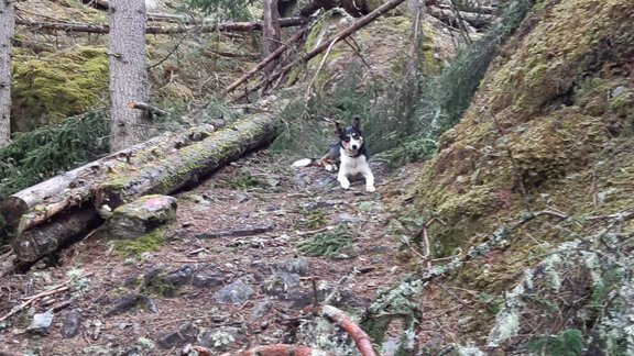 Hofhund Berry - Honzar Hof - Längenfeld