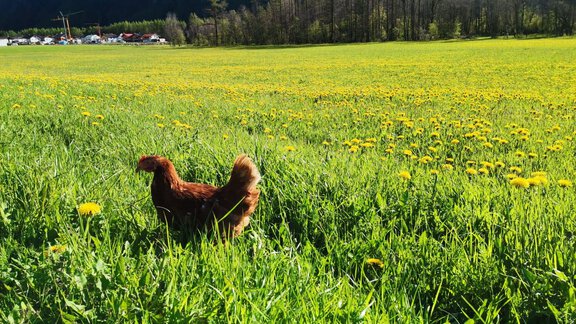 "Freilandhaltung Deluxe" - Honzar Hof - Längenfeld