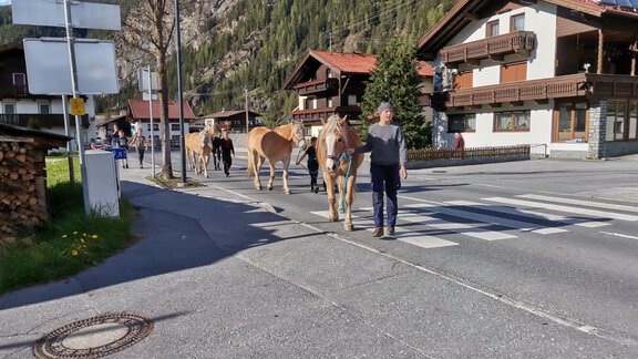 zurück zum Stall - Honzar Hof - Längenfeld