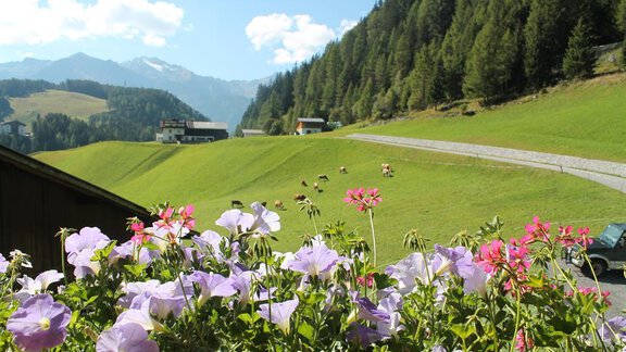 Umgebung - Sennhof - Niederthai